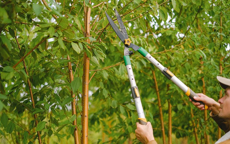 Tree trimming in Saint Anthony, ND