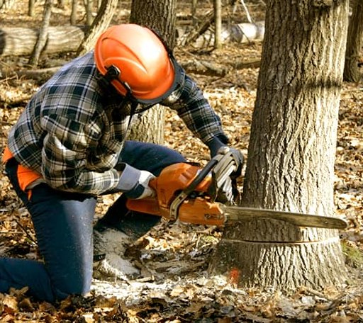 Tree Removal in Saint Anthony, ND